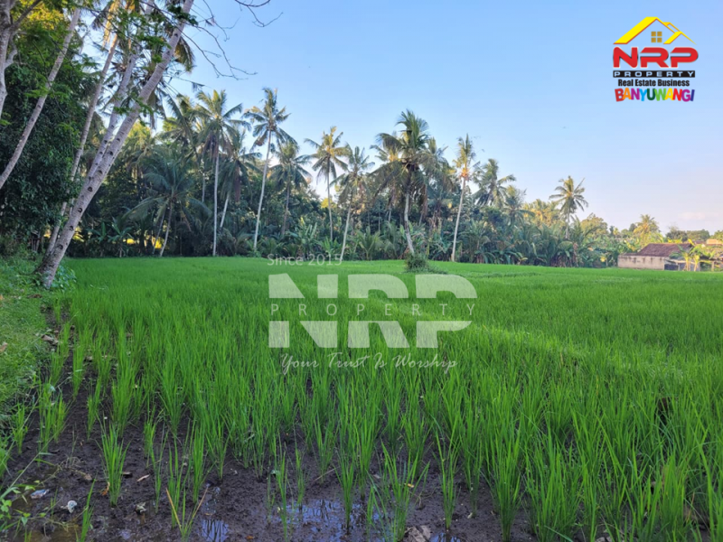 DDijual Tanah Sawah Produktif, Dekat dengan kawasan perkampungan di Glagah - Banyuwangi  Dijual Tanah Sawah Produktif, Dekat dengan kawasan perkampungan di Glagah - Banyuwangi  Dijual Tanah Sawah Produktif, Dekat dengan kawasan perkampungan di Glagah - Banyuwangi&nbsp;
Peluang investasi , sekaligur aset produktif yang tidak pernah NRP BANYUWANGI