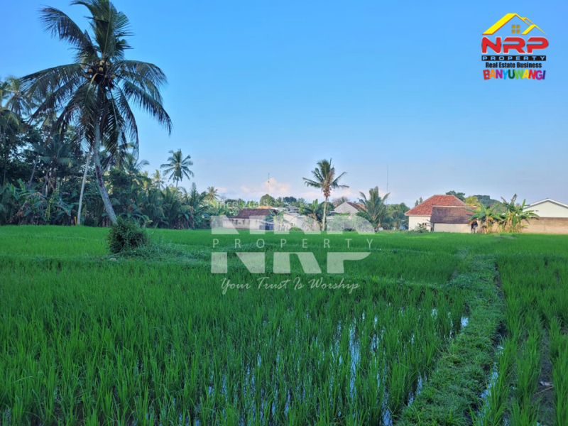 DDijual Tanah Sawah Produktif, Dekat dengan kawasan perkampungan di Glagah - Banyuwangi  Dijual Tanah Sawah Produktif, Dekat dengan kawasan perkampungan di Glagah - Banyuwangi  Dijual Tanah Sawah Produktif, Dekat dengan kawasan perkampungan di Glagah - Banyuwangi&nbsp;
Peluang investasi , sekaligur aset produktif yang tidak pernah NRP BANYUWANGI