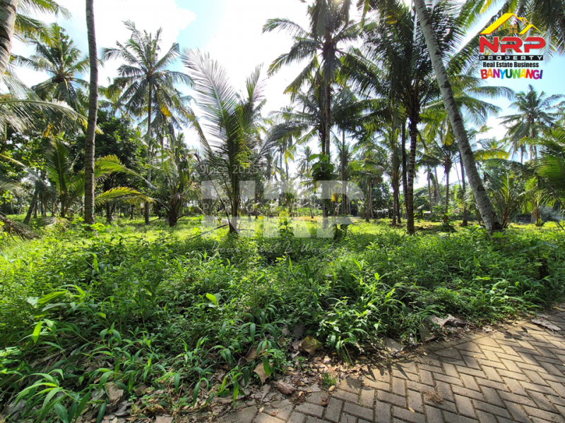 Dijual Cafe+Tanah kebun di tepi Jl. Kh Ahmad Asyari, Pakistaji - Banyuwangi  Jual cafe dan kebun di banyuwangi pakistaji  Dijual Cafe+Tanah kebun di tepi Jl. Kh Ahmad Asyari, Pakistaji - Banyuwangi&nbsp;
Lokasi sangat strategis berhadapan dengan Asrama Militer Kostrad NRP BANYUWANGI