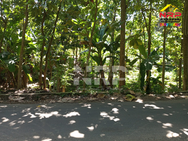 Dijual Kebun Jati Produktif di Rejosari - Banyuwangi  Dijual Kebun Jati Produktif di Rejosari - Banyuwangi  Dijual Kebun Jati Produktif di Rejosari - Banyuwangi&nbsp;
150 Meter dari Jl. Utama Rejosari - Akses Jln Aspal Mobil menuju ke SD IT Al Uswah&nbsp;

Luas NRP BANYUWANGI