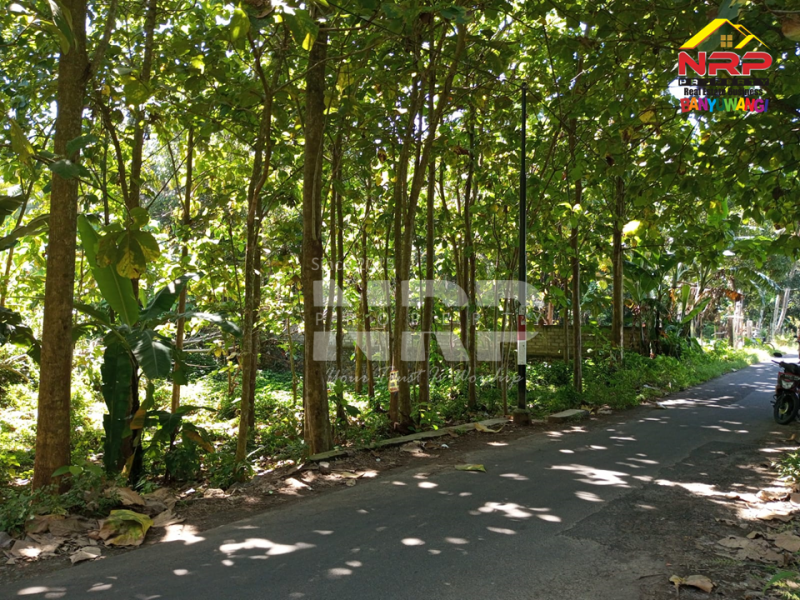 Dijual Kebun Jati Produktif di Rejosari - Banyuwangi  Dijual Kebun Jati Produktif di Rejosari - Banyuwangi  Dijual Kebun Jati Produktif di Rejosari - Banyuwangi&nbsp;
150 Meter dari Jl. Utama Rejosari - Akses Jln Aspal Mobil menuju ke SD IT Al Uswah&nbsp;

Luas NRP BANYUWANGI