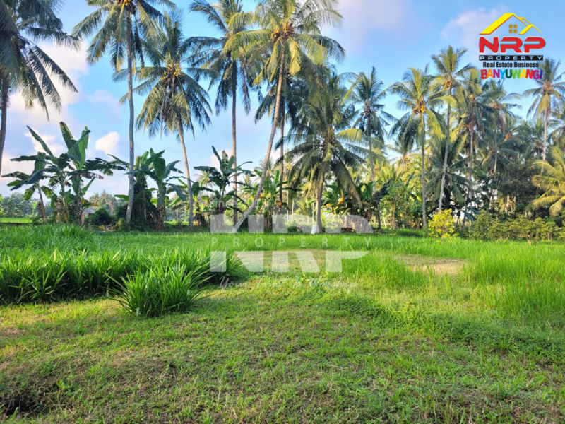 DIJUAL KEBUN LUAS DI BANJARSARI BANYUWANGI DIJUAL KEBUN LUAS DI BANJARSARI BANYUWANGI DIJUAL KEBUN LUAS DI BANJARSARI BANYUWANGI
Zonasi sudah kawasan pemukiman,Akses jalan sudah bisa dilalui truk, memudahkan aktivitas panen maupun distribusi NRP BANYUWANGI