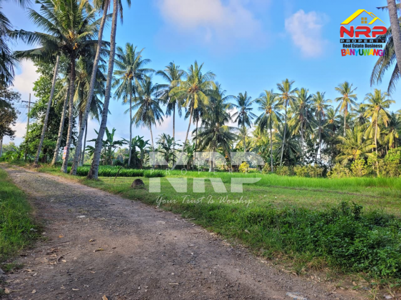 DIJUAL KEBUN LUAS DI BANJARSARI BANYUWANGI DIJUAL KEBUN LUAS DI BANJARSARI BANYUWANGI DIJUAL KEBUN LUAS DI BANJARSARI BANYUWANGI
Zonasi sudah kawasan pemukiman,Akses jalan sudah bisa dilalui truk, memudahkan aktivitas panen maupun distribusi NRP BANYUWANGI