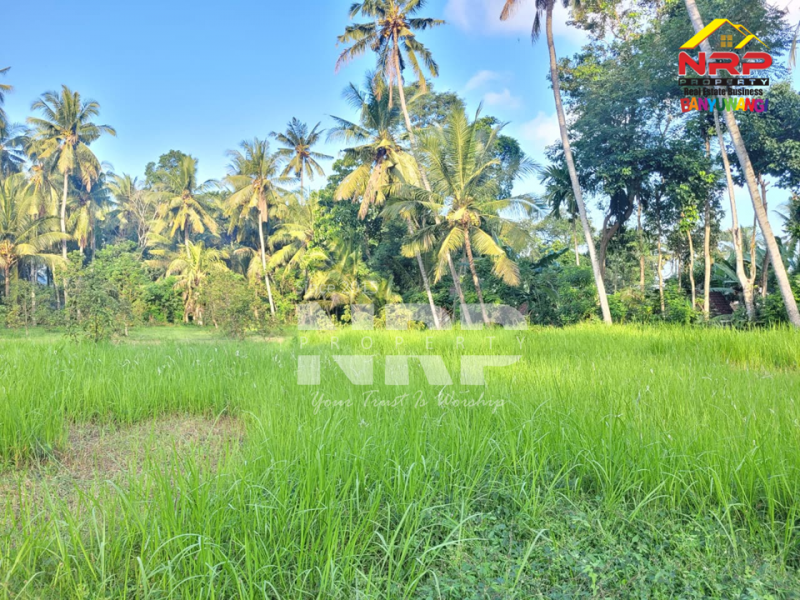 DIJUAL KEBUN LUAS DI BANJARSARI BANYUWANGI DIJUAL KEBUN LUAS DI BANJARSARI BANYUWANGI DIJUAL KEBUN LUAS DI BANJARSARI BANYUWANGI
Zonasi sudah kawasan pemukiman,Akses jalan sudah bisa dilalui truk, memudahkan aktivitas panen maupun distribusi NRP BANYUWANGI