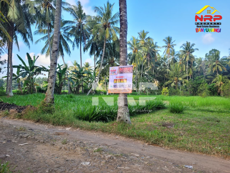 DIJUAL KEBUN LUAS DI BANJARSARI BANYUWANGI DIJUAL KEBUN LUAS DI BANJARSARI BANYUWANGI DIJUAL KEBUN LUAS DI BANJARSARI BANYUWANGI
Zonasi sudah kawasan pemukiman,Akses jalan sudah bisa dilalui truk, memudahkan aktivitas panen maupun distribusi NRP BANYUWANGI