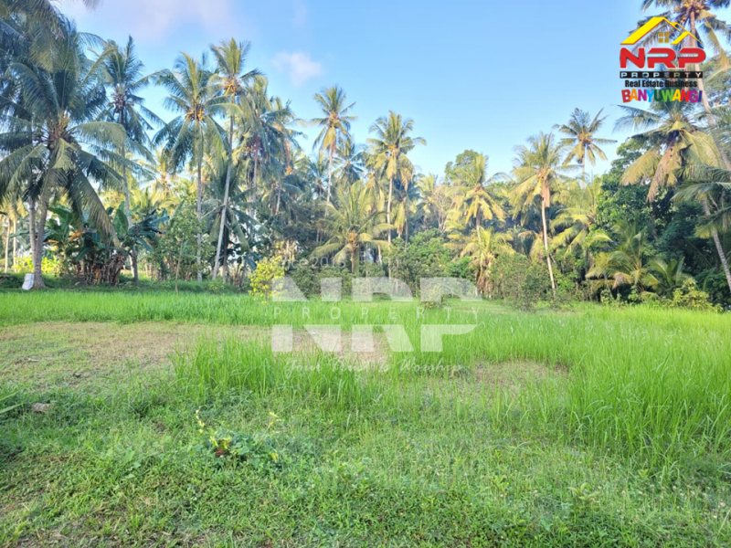 DIJUAL KEBUN LUAS DI BANJARSARI BANYUWANGI DIJUAL KEBUN LUAS DI BANJARSARI BANYUWANGI DIJUAL KEBUN LUAS DI BANJARSARI BANYUWANGI
Zonasi sudah kawasan pemukiman,Akses jalan sudah bisa dilalui truk, memudahkan aktivitas panen maupun distribusi NRP BANYUWANGI