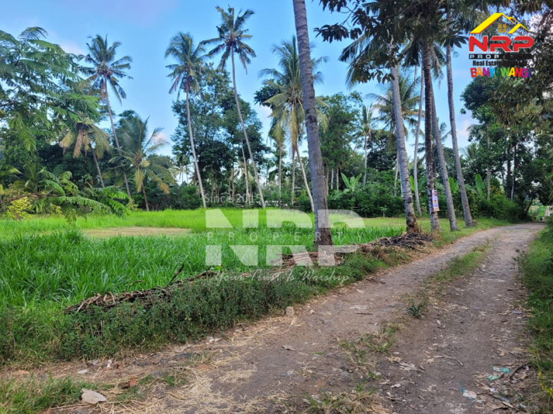 DIJUAL KEBUN LUAS DI BANJARSARI BANYUWANGI DIJUAL KEBUN LUAS DI BANJARSARI BANYUWANGI DIJUAL KEBUN LUAS DI BANJARSARI BANYUWANGI
Zonasi sudah kawasan pemukiman,Akses jalan sudah bisa dilalui truk, memudahkan aktivitas panen maupun distribusi NRP BANYUWANGI
