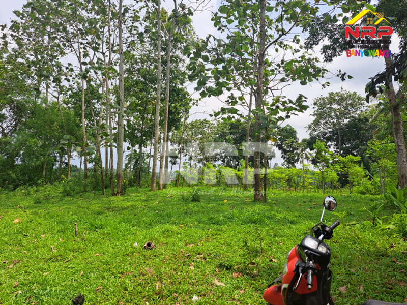 Dijual Kebun Murah Dekat Asrama Bustanul Makmur 2 - Genteng  Dijual Kebun Murah Dekat Asrama Bustanul Makmur 2 - Genteng  Dijual Kebun Murah Dekat Asrama Bustanul Makmur 2 - Genteng&nbsp;
500 meter dari Jl. Utama Genteng - Temuguruh&nbsp;
Akses Jln Roda 2.

Luas Tanah : 1.065 NRP BANYUWANGI