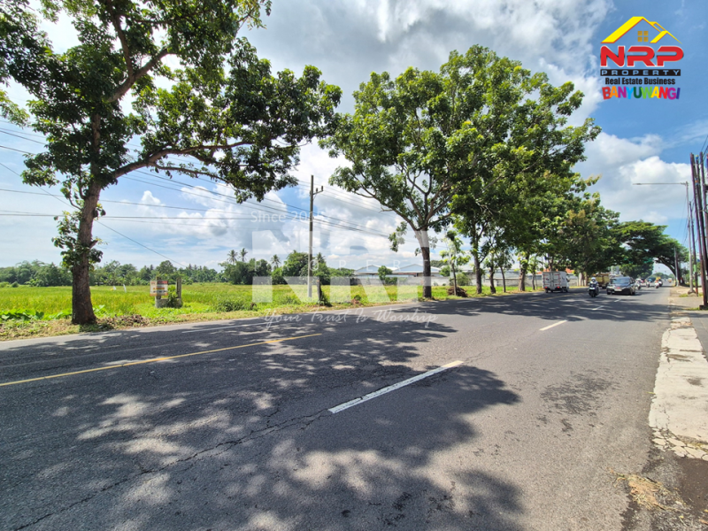 Dijual Murah Banget Tanah di Kabat, Rogojampi Banyuwangi. Dijual Murah Banget Tanah di Kabat, Rogojampi Banyuwangi. Peluang Investasi Strategis. Dijual Murah Banget Tanah depan POM Kabat, dekat kampus Poltek Banyuwangi.
Arus lalu lintas ramai, nilai investasi terus NRP BANYUWANGI