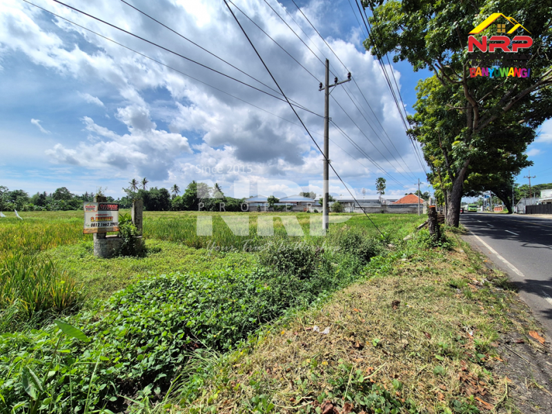 Dijual Murah Banget Tanah di Kabat, Rogojampi Banyuwangi. Dijual Murah Banget Tanah di Kabat, Rogojampi Banyuwangi. Peluang Investasi Strategis. Dijual Murah Banget Tanah depan POM Kabat, dekat kampus Poltek Banyuwangi.
Arus lalu lintas ramai, nilai investasi terus NRP BANYUWANGI