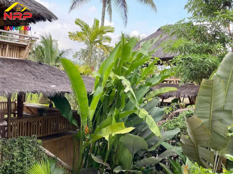 Dijual Resto Tepi Sawah Produktif Full Furnished di Desa Segobang, Licin - Banyuwangi  Dijual Resto Tepi Sawah Produktif Full Furnished di Desa Segobang, Licin - Banyuwangi  Dijual Resto Tepi Sawah Produktif Full Furnished di Desa Segobang, Licin - Banyuwangi&nbsp;
Resto dengan View Persawahan, Laut serta Pegunungan.&nbsp;
Cocok NRP BANYUWANGI