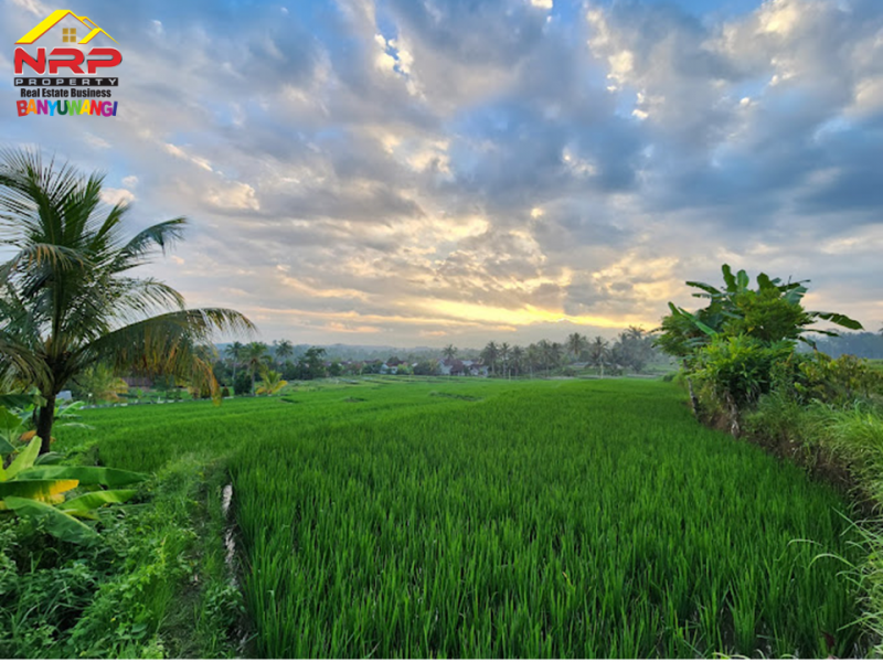 Dijual Resto Tepi Sawah Produktif Full Furnished di Desa Segobang, Licin - Banyuwangi  Dijual Resto Tepi Sawah Produktif Full Furnished di Desa Segobang, Licin - Banyuwangi  Dijual Resto Tepi Sawah Produktif Full Furnished di Desa Segobang, Licin - Banyuwangi&nbsp;
Resto dengan View Persawahan, Laut serta Pegunungan.&nbsp;
Cocok NRP BANYUWANGI