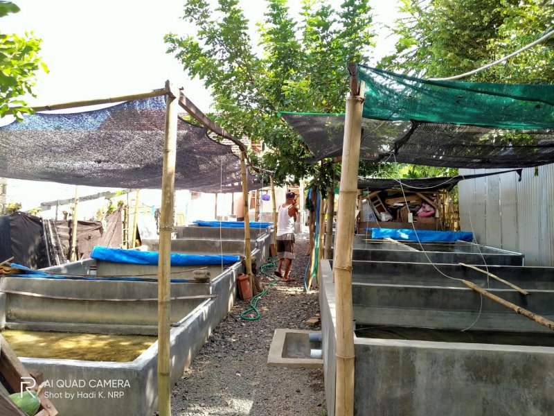 Dijual Rumah Baru Jadi Beserta Perabot Sangat Cantik Prospek di Desa Rejoagung Srono, Banyuwangi Dijual Rumah Baru Jadi Beserta Perabot Sangat Cantik Prospek di Desa Rejoagung Srono, Banyuwangi Dijual Rumah Baru Jadi Beserta Perabot Sangat Cantik Prospek di Desa Rejoagung Srono, Banyuwangi

Dibelakang Ada 14 Kolam Pembibitan Ikan Lele
Pohon NRP BANYUWANGI