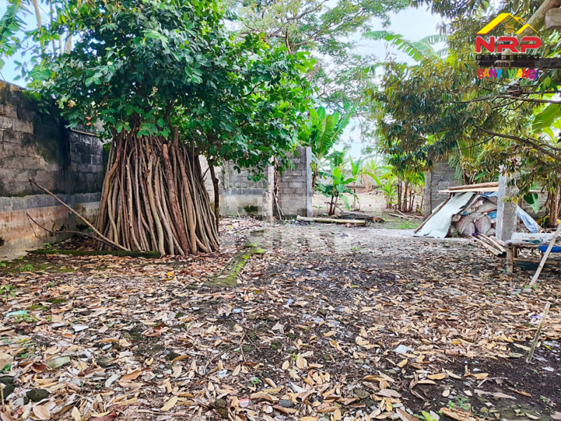 Dijual Rumah Murah Sangat Luas di Muncar - Banyuwangi  Jual rumah murah di Muncar Banyuwangi  Dijual Rumah Murah Sangat Luas di Muncar - Banyuwangi&nbsp;
Lokasi pinggir jln paving desa, Akses Mobil dan Motor&nbsp;

Luas Tanah : 1.730 M2
Luas NRP BANYUWANGI
