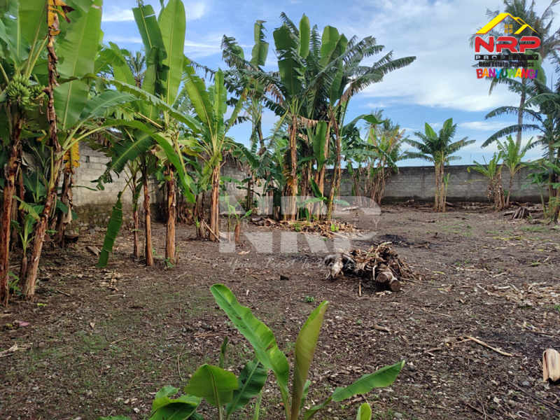 Dijual Rumah Murah Sangat Luas di Muncar - Banyuwangi  Jual rumah murah di Muncar Banyuwangi  Dijual Rumah Murah Sangat Luas di Muncar - Banyuwangi&nbsp;
Lokasi pinggir jln paving desa, Akses Mobil dan Motor&nbsp;

Luas Tanah : 1.730 M2
Luas NRP BANYUWANGI