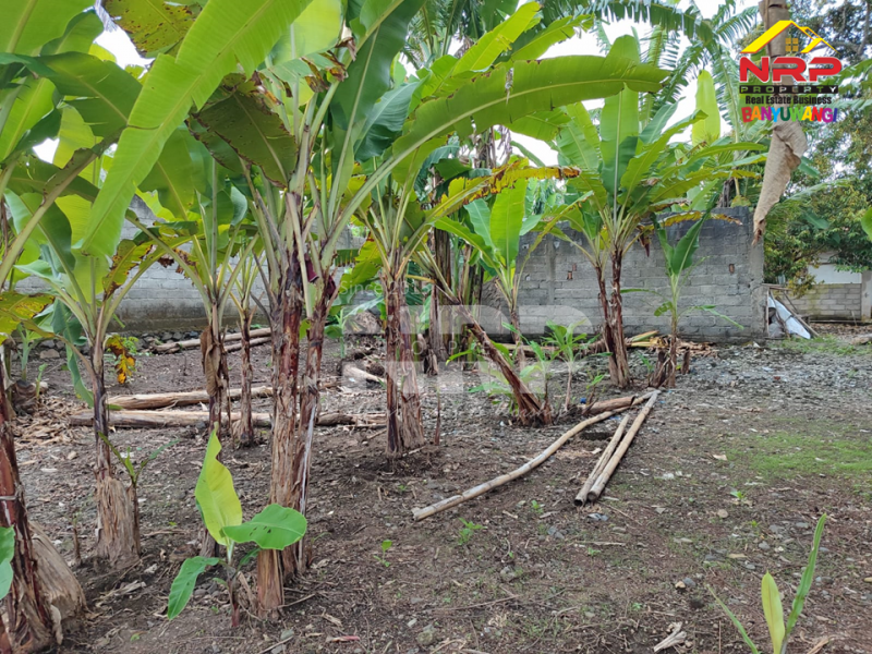 Dijual Rumah Murah Sangat Luas di Muncar - Banyuwangi  Jual rumah murah di Muncar Banyuwangi  Dijual Rumah Murah Sangat Luas di Muncar - Banyuwangi&nbsp;
Lokasi pinggir jln paving desa, Akses Mobil dan Motor&nbsp;

Luas Tanah : 1.730 M2
Luas NRP BANYUWANGI