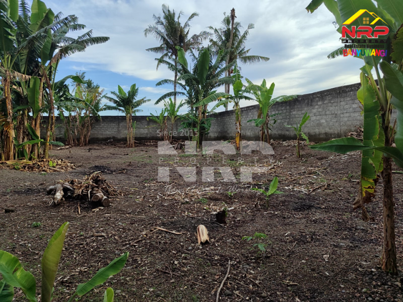 Dijual Rumah Murah Sangat Luas di Muncar - Banyuwangi  Jual rumah murah di Muncar Banyuwangi  Dijual Rumah Murah Sangat Luas di Muncar - Banyuwangi&nbsp;
Lokasi pinggir jln paving desa, Akses Mobil dan Motor&nbsp;

Luas Tanah : 1.730 M2
Luas NRP BANYUWANGI