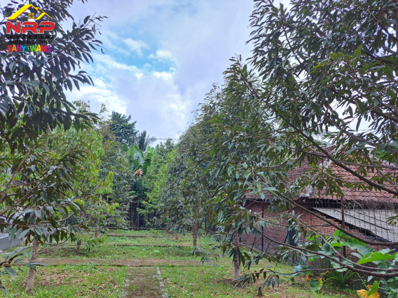 Dijual Rumah Semi Vila beserta Taman Durian Produktif di Gombengsari - Banyuwangi  Dijual Rumah Semi Vila beserta Taman Durian Produktif di Gombengsari - Banyuwangi  Dijual Rumah Semi Vila beserta Taman Durian Produktif di Gombengsari - Banyuwangi&nbsp;
50 Meter dari Jl. Samarinda - Kalipuro.&nbsp;
Dekat dengan Fasilitas NRP BANYUWANGI