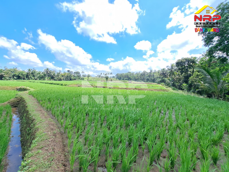 Dijual Sawah Produktif di Desa Banjar - Banyuwangi  Dijual Sawah Produktif di Desa Banjar - Banyuwangi  Dijual Sawah Produktif di Desa Banjar - Banyuwangi&nbsp;
500 Meter dari Jl. Desa Banjar&nbsp;
Irigasi sangat lancar, tanaman produktif NRP BANYUWANGI