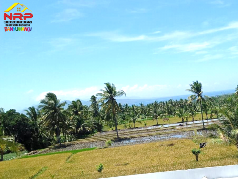 Dijual Sawah Produktif di Desa Grogol Banyuwangi  Dijual Sawah Produktif di Desa Grogol Banyuwangi  Dijual Sawah Produktif di Desa Grogol Banyuwangi&nbsp;
Irigasi lancar Cocok untuk usaha pertanian atau investasi jangka panjang&nbsp;
&nbsp;
Luas Tanah : NRP BANYUWANGI