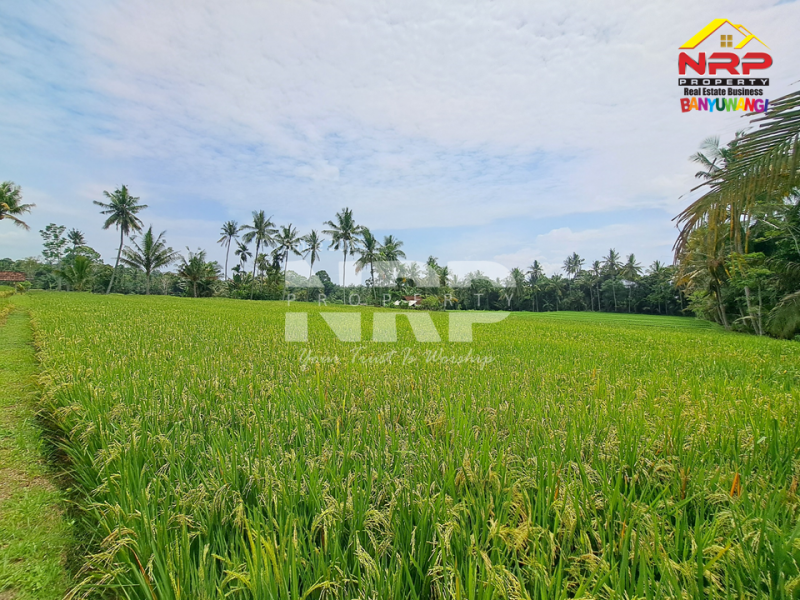 Dijual sawah subur dengan irigasi lancar, cocok untuk investasi atau dikelola langsung di Kemiren  Dijual Sawah subur dengan irigasi lancar, cocok untuk investasi atau dikelola langsung di Kemiren  Lahan subur dengan irigasi lancar, cocok untuk investasi atau dikelola langsung.
Lokasi strategis dekat Desa Adat Kemiren, akses mudah dan lingkungan NRP BANYUWANGI
