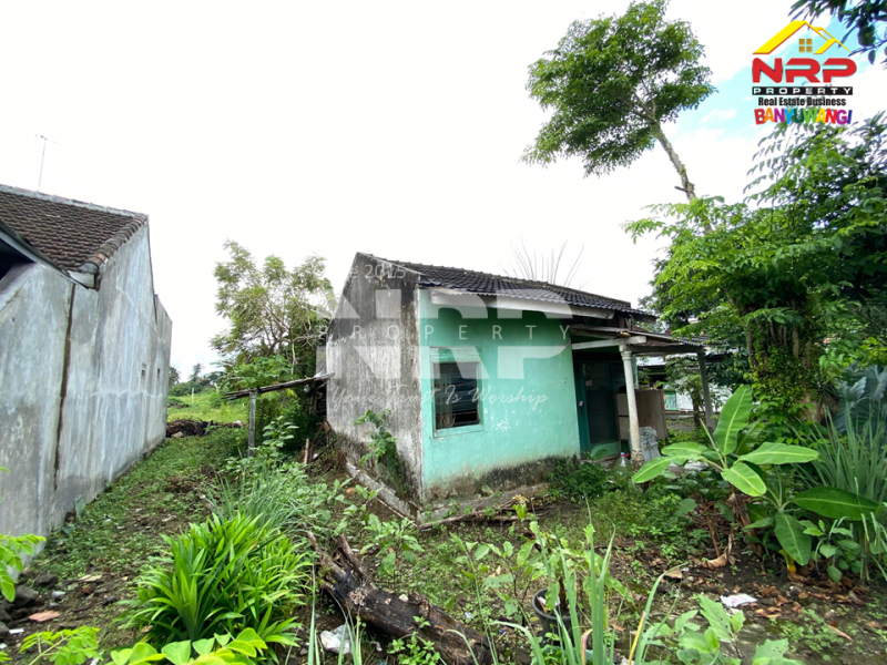 Dijual Tanah + bangunan bonus di Gurit Rogojampi. Lokasi strategis, siap jadi karya baru untuk masa depanmu. Dijual Tanah + bangunan bonus di Gurit Rogojampi. Lokasi strategis, siap jadi karya baru untuk masa depanmu. Dijual Tanah + bangunan bonus di Gurit Rogojampi. Lokasi strategis, siap jadi karya baru untuk masa depanmu.
Berada dikawasan perumahan, 500 meter dari SMAN 1 NRP BANYUWANGI
