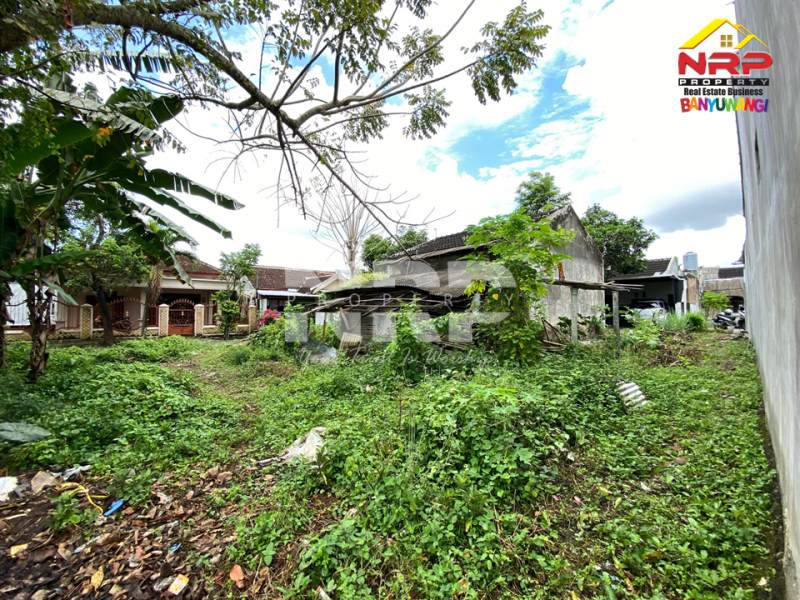 Dijual Tanah + bangunan bonus di Gurit Rogojampi. Lokasi strategis, siap jadi karya baru untuk masa depanmu. Dijual Tanah + bangunan bonus di Gurit Rogojampi. Lokasi strategis, siap jadi karya baru untuk masa depanmu. Dijual Tanah + bangunan bonus di Gurit Rogojampi. Lokasi strategis, siap jadi karya baru untuk masa depanmu.
Berada dikawasan perumahan, 500 meter dari SMAN 1 NRP BANYUWANGI