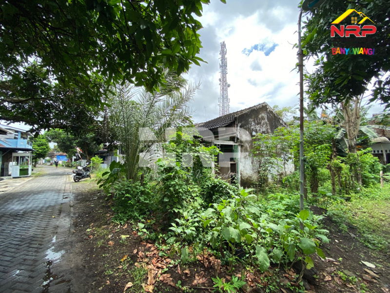 Dijual Tanah + bangunan bonus di Gurit Rogojampi. Lokasi strategis, siap jadi karya baru untuk masa depanmu. Dijual Tanah + bangunan bonus di Gurit Rogojampi. Lokasi strategis, siap jadi karya baru untuk masa depanmu. Dijual Tanah + bangunan bonus di Gurit Rogojampi. Lokasi strategis, siap jadi karya baru untuk masa depanmu.
Berada dikawasan perumahan, 500 meter dari SMAN 1 NRP BANYUWANGI