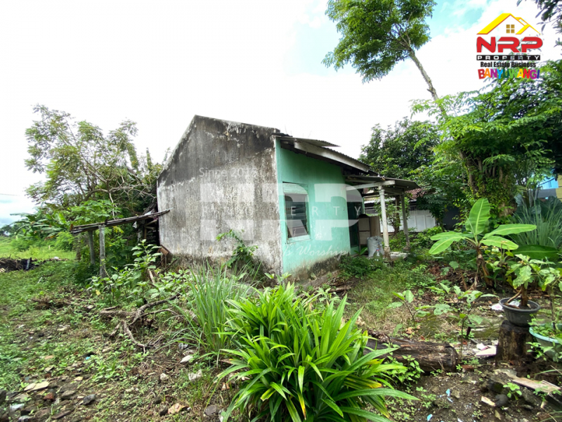 Dijual Tanah + bangunan bonus di Gurit Rogojampi. Lokasi strategis, siap jadi karya baru untuk masa depanmu. Dijual Tanah + bangunan bonus di Gurit Rogojampi. Lokasi strategis, siap jadi karya baru untuk masa depanmu. Dijual Tanah + bangunan bonus di Gurit Rogojampi. Lokasi strategis, siap jadi karya baru untuk masa depanmu.
Berada dikawasan perumahan, 500 meter dari SMAN 1 NRP BANYUWANGI