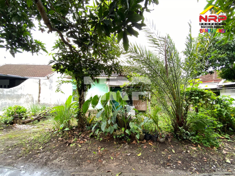 Dijual Tanah + bangunan bonus di Gurit Rogojampi. Lokasi strategis, siap jadi karya baru untuk masa depanmu. Dijual Tanah + bangunan bonus di Gurit Rogojampi. Lokasi strategis, siap jadi karya baru untuk masa depanmu. Dijual Tanah + bangunan bonus di Gurit Rogojampi. Lokasi strategis, siap jadi karya baru untuk masa depanmu.
Berada dikawasan perumahan, 500 meter dari SMAN 1 NRP BANYUWANGI