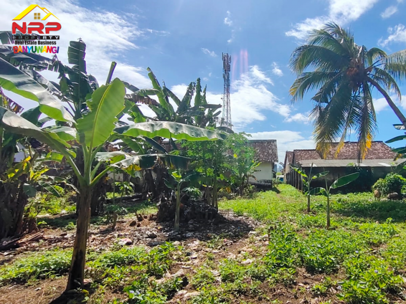 Dijual Tanah Bonus Bangunan 100 Meter dari Jl. Srono - Banyuwangi  Dijual Tanah Bonus Bangunan 100 Meter dari Jl. Srono - Banyuwangi  Dijual Tanah Bonus Bangunan 100 Meter dari Jl. Srono - Banyuwangi&nbsp;
Dekat Dengan Fasilitas Pendidikan, Pusat Perbelanjaan dan Pasar Srono.
Sangat cocok NRP BANYUWANGI