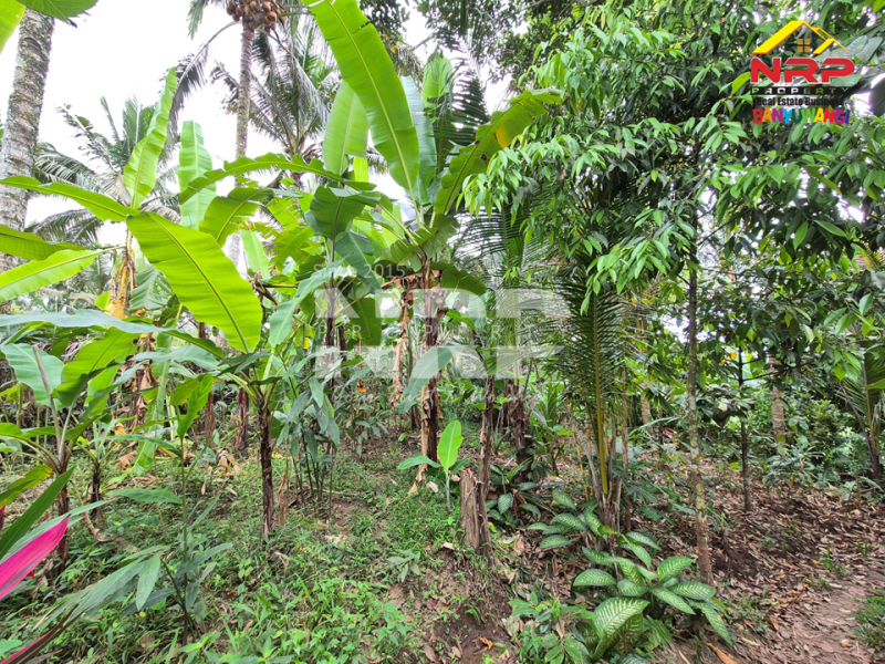 Dijual Tanah Bonus Bangunan Walet Strategis  di tepi Jl. Utama Tamansuruh  - Banyuwangi  Dijual Tanah Bonus Bangunan Walet Strategis  di tepi Jl. Utama Tamansuruh  - Banyuwangi  Dijual Tanah Bonus Bangunan Walet Strategis&nbsp; di tepi Jl. Utama Tamansuruh&nbsp; - Banyuwangi&nbsp;
Akses utama menuju Perkebunan Kalibendo, dan Agro NRP BANYUWANGI