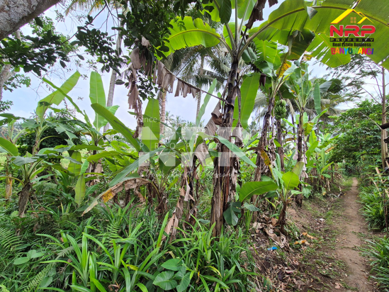 Dijual Tanah Bonus Bangunan Walet Strategis  di tepi Jl. Utama Tamansuruh  - Banyuwangi  Dijual Tanah Bonus Bangunan Walet Strategis  di tepi Jl. Utama Tamansuruh  - Banyuwangi  Dijual Tanah Bonus Bangunan Walet Strategis&nbsp; di tepi Jl. Utama Tamansuruh&nbsp; - Banyuwangi&nbsp;
Akses utama menuju Perkebunan Kalibendo, dan Agro NRP BANYUWANGI