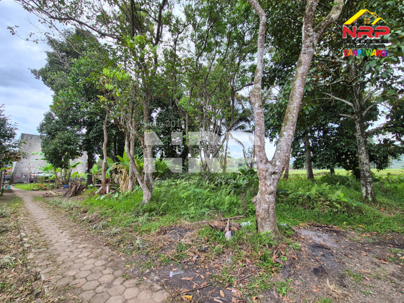 Dijual Tanah Bonus Bangunan Walet Strategis  di tepi Jl. Utama Tamansuruh  - Banyuwangi  Dijual Tanah Bonus Bangunan Walet Strategis  di tepi Jl. Utama Tamansuruh  - Banyuwangi  Dijual Tanah Bonus Bangunan Walet Strategis&nbsp; di tepi Jl. Utama Tamansuruh&nbsp; - Banyuwangi&nbsp;
Akses utama menuju Perkebunan Kalibendo, dan Agro NRP BANYUWANGI