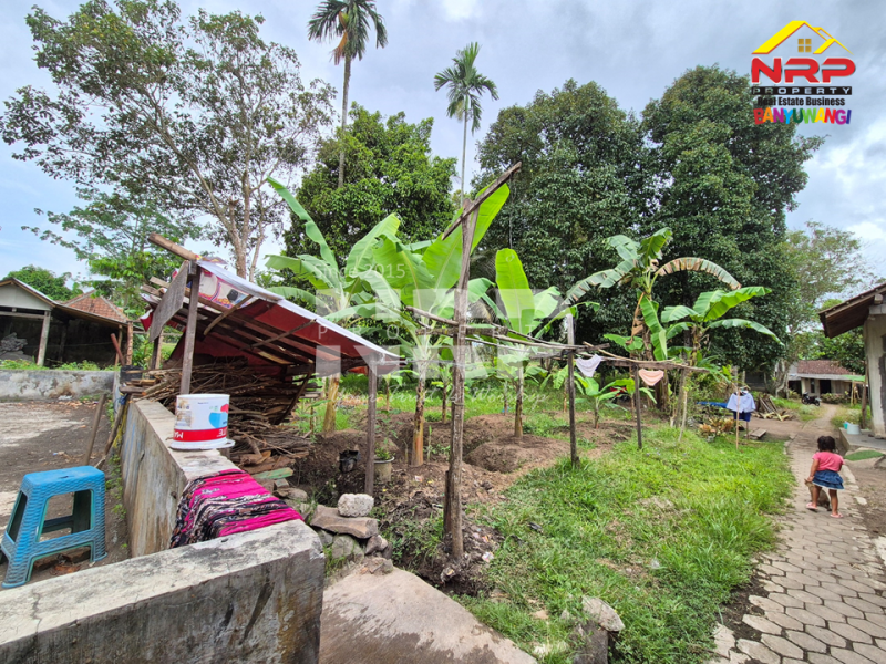 Dijual Tanah Bonus Bangunan Walet Strategis  di tepi Jl. Utama Tamansuruh  - Banyuwangi  Dijual Tanah Bonus Bangunan Walet Strategis  di tepi Jl. Utama Tamansuruh  - Banyuwangi  Dijual Tanah Bonus Bangunan Walet Strategis&nbsp; di tepi Jl. Utama Tamansuruh&nbsp; - Banyuwangi&nbsp;
Akses utama menuju Perkebunan Kalibendo, dan Agro NRP BANYUWANGI