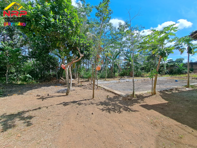 Dijual Tanah Bonus Hunian Rumah  50 Meter dari Jl. Raya Jember - Banyuwangi  Dijual Tanah Bonus Hunian Rumah  50 Meter dari Jl. Raya Jember - Banyuwangi  Dijual Tanah Bonus Hunian Rumah&nbsp; 50 Meter dari Jl. Raya Jember - Banyuwangi&nbsp;
Terdapat Pohon sengon dan Rumah Walet.
Cocok untuk hunian, gudang NRP BANYUWANGI