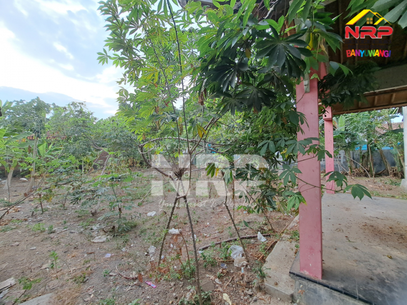 Dijual Tanah dan Bangunan Siap Bangun di Belakang SMAN 1 BANYUWANGI -Kertosari  Dijual Tanah dan Bangunan Siap Bangun di Belakang SMAN 1 BANYUWANGI -Kertosari  Dijual Tanah dan Bangunan Siap Bangun di Belakang SMAN 1 BANYUWANGI -Kertosari&nbsp;
Lokasi Padat Penduduk, Cocok untuk rumah kos, homestay, Villa ataupun NRP BANYUWANGI