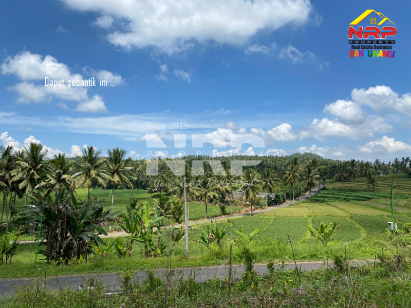 Dijual Tanah Dengan View terasiring Cantik di tepi Paspan, Glagah Dijual Tanah Dengan View terasiring Cantik di tepi Paspan, Glagah Dijual Tanah Dengan View terasiring Cantik di tepi Paspan, Glagah
Akses Mudah, akses roda 4 aman. Udara segar, pemandangan hijau. Cocok untuk kamu yang ingin NRP BANYUWANGI