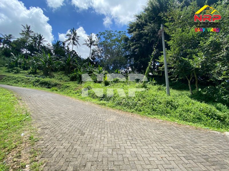 Dijual Tanah Dengan View terasiring Cantik di tepi Paspan, Glagah Dijual Tanah Dengan View terasiring Cantik di tepi Paspan, Glagah Dijual Tanah Dengan View terasiring Cantik di tepi Paspan, Glagah
Akses Mudah, akses roda 4 aman. Udara segar, pemandangan hijau. Cocok untuk kamu yang ingin NRP BANYUWANGI