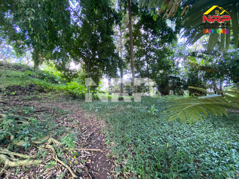 Dijual Tanah Dengan View terasiring Cantik di tepi Paspan, Glagah Dijual Tanah Dengan View terasiring Cantik di tepi Paspan, Glagah Dijual Tanah Dengan View terasiring Cantik di tepi Paspan, Glagah
Akses Mudah, akses roda 4 aman. Udara segar, pemandangan hijau. Cocok untuk kamu yang ingin NRP BANYUWANGI