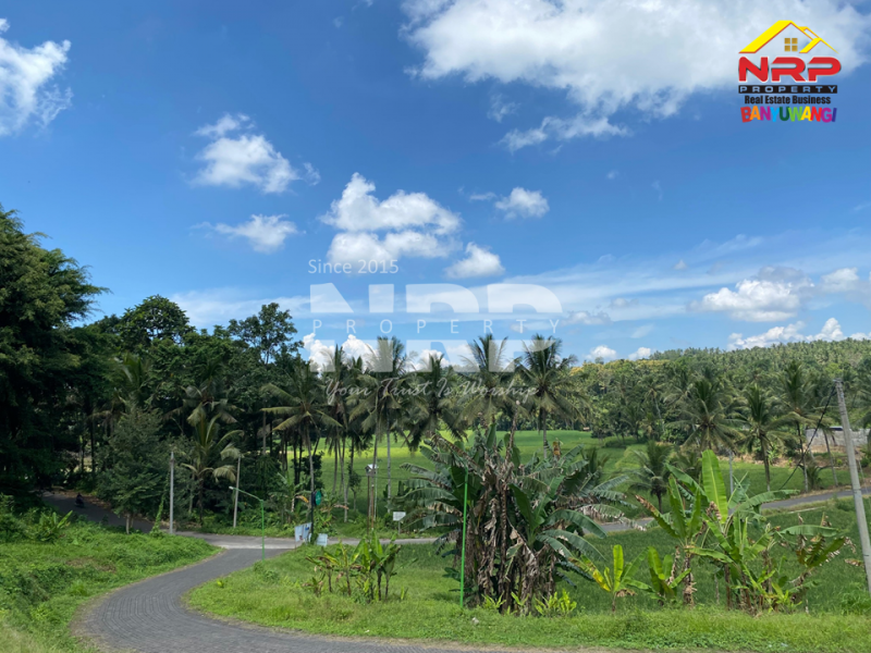 Dijual Tanah Dengan View terasiring Cantik di tepi Paspan, Glagah Dijual Tanah Dengan View terasiring Cantik di tepi Paspan, Glagah Dijual Tanah Dengan View terasiring Cantik di tepi Paspan, Glagah
Akses Mudah, akses roda 4 aman. Udara segar, pemandangan hijau. Cocok untuk kamu yang ingin NRP BANYUWANGI