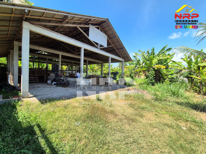 Dijual Tanah di Bagorejo, Srono - Banyuwangi  Dijual Tanah di Bagorejo, Srono - Banyuwangi  Dijual Tanah di Bagorejo, Srono - Banyuwangi&nbsp;
Lokasi perbatasan Srono - Muncar, Akses jalannya paving.&nbsp;
Saat ini digunakan untuk usaha ternak NRP BANYUWANGI