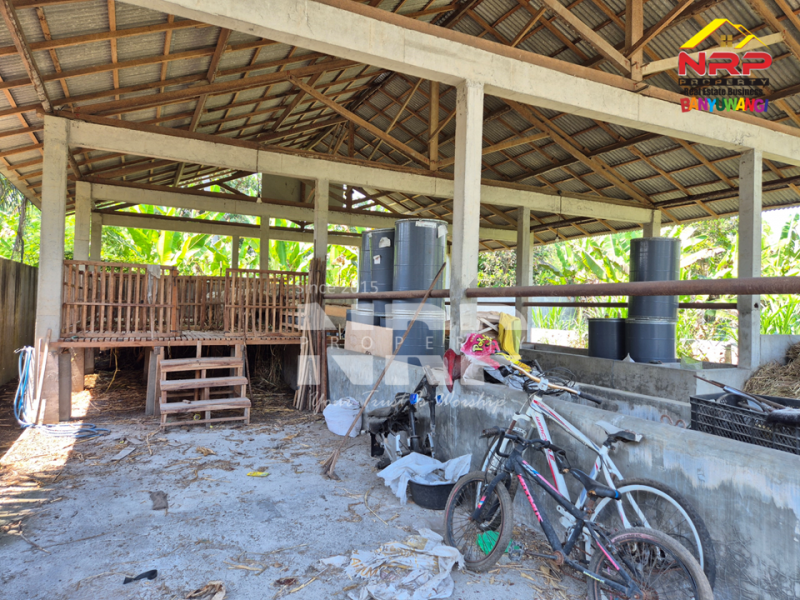 Dijual Tanah di Bagorejo, Srono - Banyuwangi  Dijual Tanah di Bagorejo, Srono - Banyuwangi  Dijual Tanah di Bagorejo, Srono - Banyuwangi&nbsp;
Lokasi perbatasan Srono - Muncar, Akses jalannya paving.&nbsp;
Saat ini digunakan untuk usaha ternak NRP BANYUWANGI