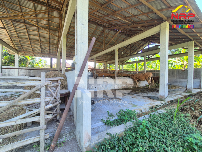 Dijual Tanah di Bagorejo, Srono - Banyuwangi  Dijual Tanah di Bagorejo, Srono - Banyuwangi  Dijual Tanah di Bagorejo, Srono - Banyuwangi&nbsp;
Lokasi perbatasan Srono - Muncar, Akses jalannya paving.&nbsp;
Saat ini digunakan untuk usaha ternak NRP BANYUWANGI