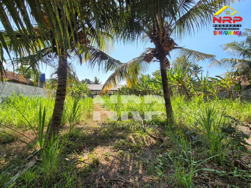 Dijual Tanah di Bagorejo, Srono - Banyuwangi  Dijual Tanah di Bagorejo, Srono - Banyuwangi  Dijual Tanah di Bagorejo, Srono - Banyuwangi&nbsp;
Lokasi perbatasan Srono - Muncar, Akses jalannya paving.&nbsp;
Saat ini digunakan untuk usaha ternak NRP BANYUWANGI