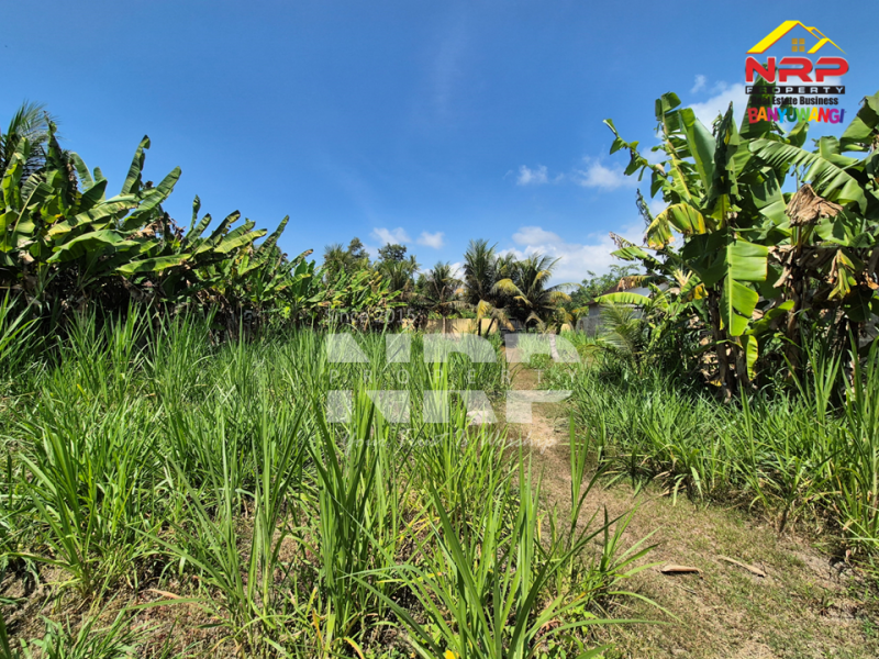 Dijual Tanah di Bagorejo, Srono - Banyuwangi  Dijual Tanah di Bagorejo, Srono - Banyuwangi  Dijual Tanah di Bagorejo, Srono - Banyuwangi&nbsp;
Lokasi perbatasan Srono - Muncar, Akses jalannya paving.&nbsp;
Saat ini digunakan untuk usaha ternak NRP BANYUWANGI