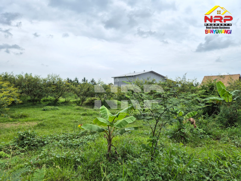 Dijual Tanah di Desa Kemiri, Singojuruh - Banyuwangi  Dijual Tanah di Desa Kemiri, Singojuruh - Banyuwangi  Dijual Tanah di Desa Kemiri, Singojuruh - Banyuwangi&nbsp;
Akses jln paving mobil dan truk, sudah ada PLJU
Cocok untuk gudang, pembukaan kawasan perumahan NRP BANYUWANGI