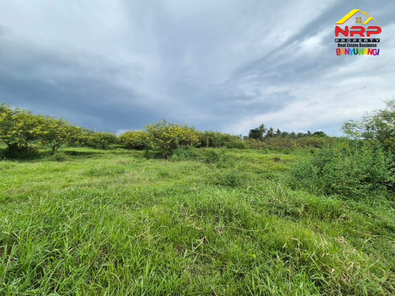 Dijual Tanah di Desa Kemiri, Singojuruh - Banyuwangi  Dijual Tanah di Desa Kemiri, Singojuruh - Banyuwangi  Dijual Tanah di Desa Kemiri, Singojuruh - Banyuwangi&nbsp;
Akses jln paving mobil dan truk, sudah ada PLJU
Cocok untuk gudang, pembukaan kawasan perumahan NRP BANYUWANGI