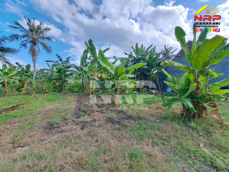 Dijual Tanah di Kawasan Perumahan Sobo - Banyuwangi.  Dijual tanah murah di Banyuwangi Kota  Dijual Tanah di Kawasan Perumahan Sobo - Banyuwangi.&nbsp;
Tanah murah harga 100 Jutaan di tengah kota.&nbsp;

Luas Tanah : 150 NRP BANYUWANGI