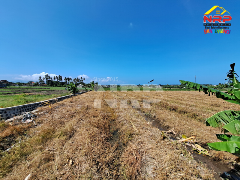 Dijual Tanah di Tukangkayu Belakang SMAN 1 Banyuwangi  Dijual tanah murah di banyuwangi kota  Dijual Tanah di Tukangkayu Belakang SMAN 1 Banyuwangi&nbsp;
Masih berada di Pusat Kota Banyuwangi. Bisa untuk pertanian atau investasi jangka NRP BANYUWANGI